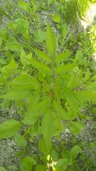 Bidens frondosa