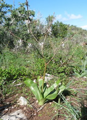 Trachyandra muricata