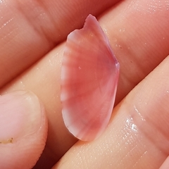 Moerella pulchella