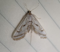 Parapoynx badiusalis