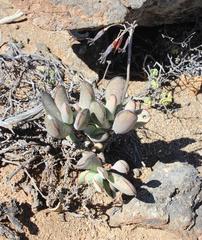 Cotyledon orbiculata orbiculata