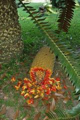 Encephalartos transvenosus