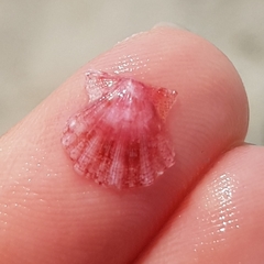 Flexopecten flexuosus