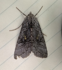 Syngrapha viridisigma