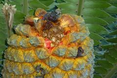 Encephalartos transvenosus