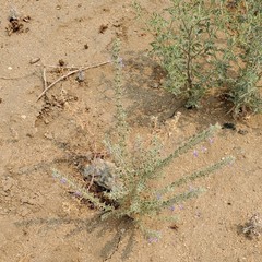 Trichostema ovatum