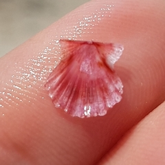 Flexopecten flexuosus