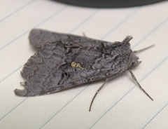 Syngrapha viridisigma