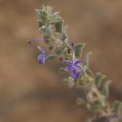 Trichostema ovatum