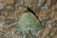 Isogona punctipennis