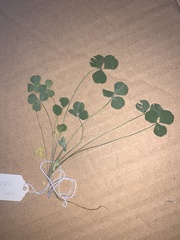 Trifolium subterraneum