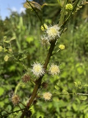 Mimosa ceratonia