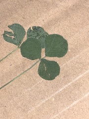 Trifolium subterraneum