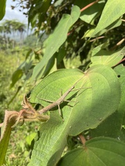 Lamponius portoricensis