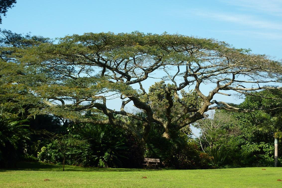 Albizia adianthifolia