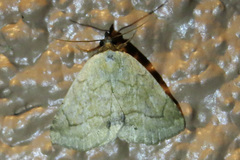 Isogona punctipennis
