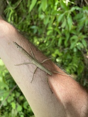 Lamponius portoricensis