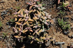 Crassula grisea