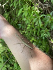 Lamponius portoricensis