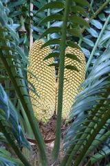 Encephalartos