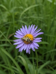 Lepturobosca chrysocoma