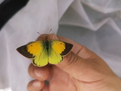Colias dimera