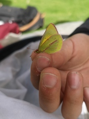 Colias dimera