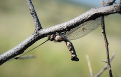 Ululodes macleayanus