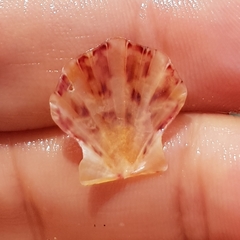 Flexopecten flexuosus