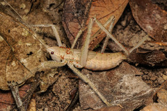 Segestidea queenslandica