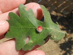Atrusca trimaculosa