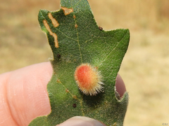 Atrusca trimaculosa