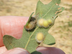 Atrusca trimaculosa