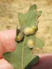 Atrusca trimaculosa