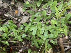 Marchantia chenopoda