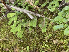 Marchantia chenopoda