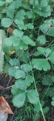 Waldsteinia ternata