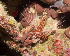 Pterois antennata