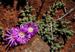 Drosanthemum oculatum