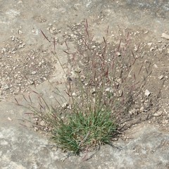 Bouteloua trifida