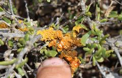 Dufourea