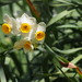 Narcissus tazetta chinensis - Photo (c) harum.koh, alguns direitos reservados (CC BY-SA), uploaded by harum.koh