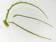 Najas gracillima