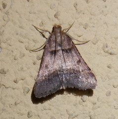 Stemmatophora