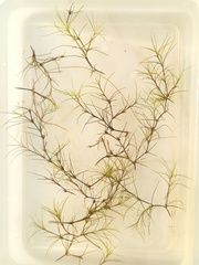 Najas gracillima