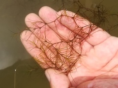 Najas gracillima