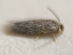 Stigmella saginella