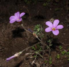 Oxalis hirta hirta