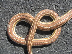 Psammophis leightoni