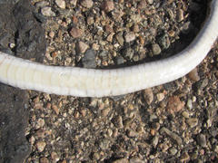 Psammophis leightoni